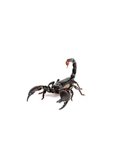 ESCORPION EMPERADOR, PANDINUS IMPERATOR ESCORPION EMPERADOR, PANDINUS IMPERATOR