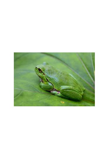 RANA ARBORICOLA, HYLA CIRENEA RANA ARBORICOLA, HYLA CIRENEA
