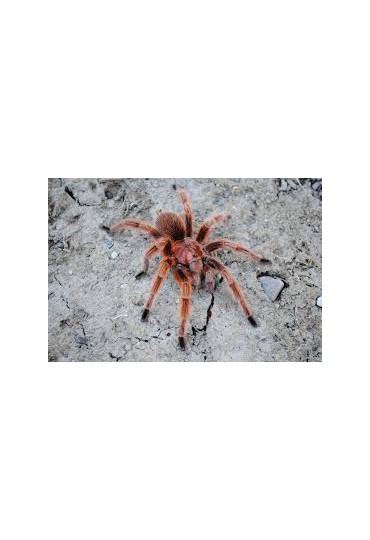 TARANTULA DE CHILE ROSEA, GRAMMOSTOLA ROSEA TARANTULA DE CHILE ROSEA, GRAMMOSTOLA ROSEA