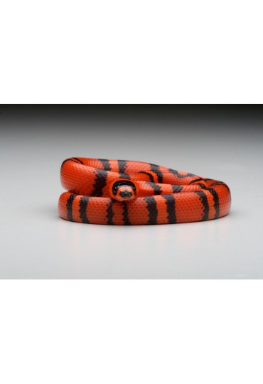 FALSA CORAL DE HONDURAS, LAMPROPELTIS TRIANGULUM FALSA CORAL DE HONDURAS, LAMPROPELTIS TRIANGULUM