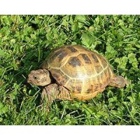 TORTUGA RUSA, TESTUDO HORSFIELDI 