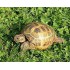TORTUGA RUSA, TESTUDO HORSFIELDI