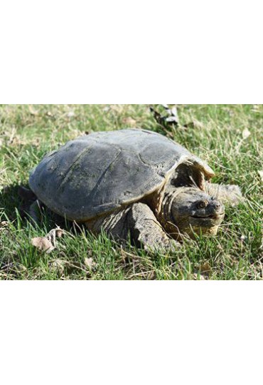 TORTUGA MORDEDORA, CHELDRY SERPENTINA TORTUGA MORDEDORA, CHELDRY SERPENTINA