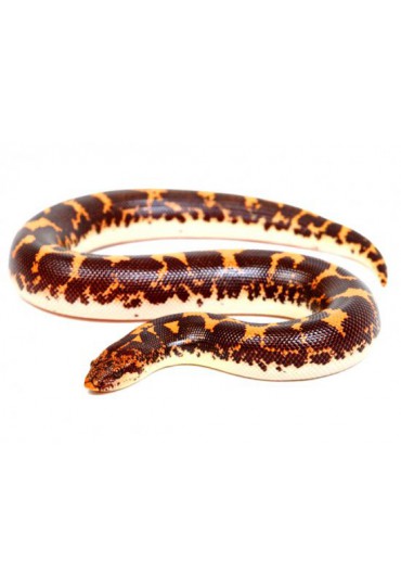 BOA DE ARENA DE KENIA, ERYX COLUBRINUS BOA DE ARENA DE KENIA, ERYX COLUBRINUS