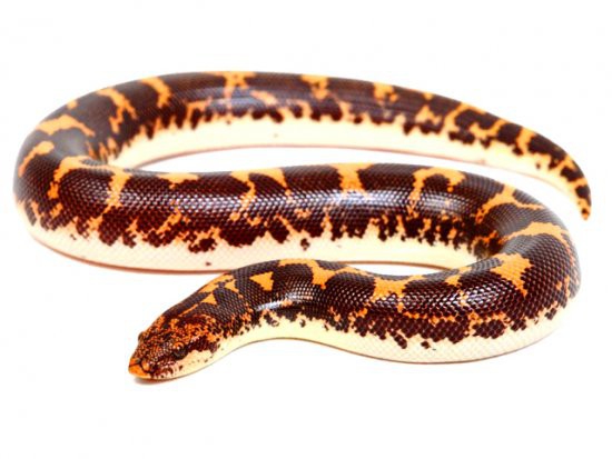 Serpientes BOA DE ARENA DE KENIA, ERYX COLUBRINUS LO | Mundo Verde/Garden Center