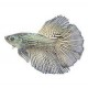 BETTA MACHO COLA CORONA COPPER