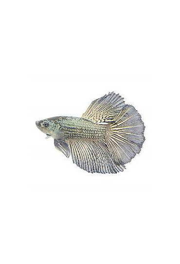 BETTA MACHO COLA CORONA COPPER