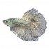 BETTA MACHO COLA CORONA COPPER
