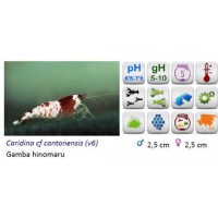 GAMBA CARIDINA HINOMARU