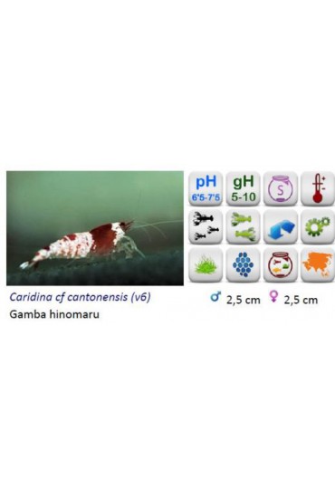 GAMBA CARIDINA HINOMARU