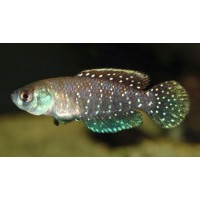 KILLI CYNOLEBIAS