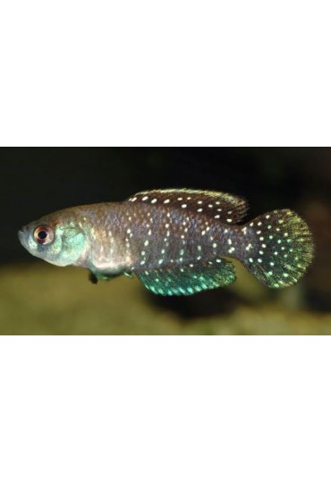 KILLI CYNOLEBIAS