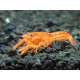 CANGREJO CHERAX NARANJA NEON
