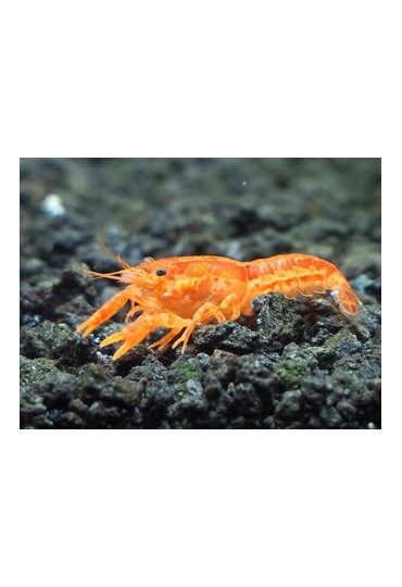 CANGREJO CHERAX NARANJA NEON