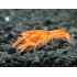 CANGREJO CHERAX NARANJA NEON