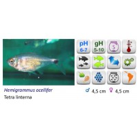 PEZ LINTERNA