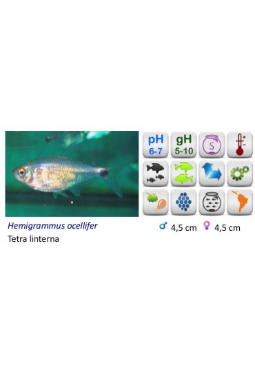 PEZ LINTERNA