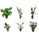  ANUBIA, MICROSORUM