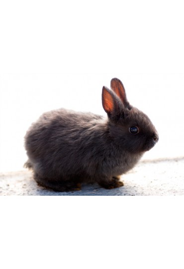 CONEJO