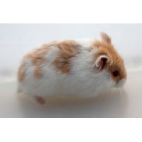 HAMSTER