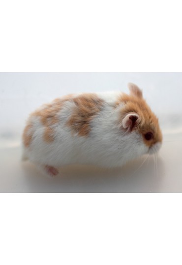 HAMSTER