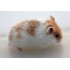 HAMSTER RUSO