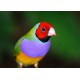 DIAMANTE DE GOULD