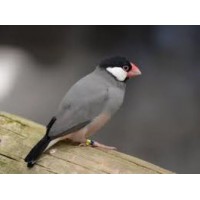 GORRION DE JAVA GRIS