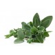 SALVIA