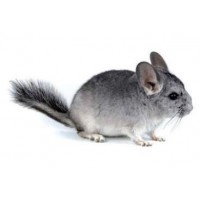 chinchilla