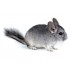 CHINCHILLA