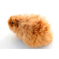 COBAYA PELO RIZADO