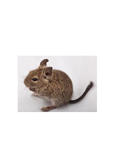 degu degu