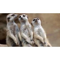 Suricata