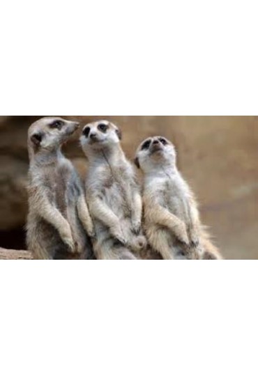 Suricata