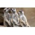 SURICATA