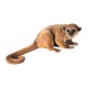 kinkajou