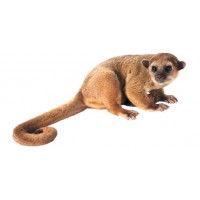 kinkajou