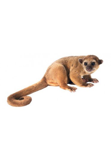 kinkajou