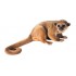 KINKAJOU