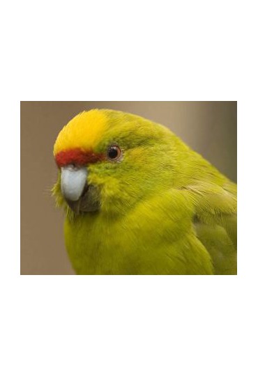 ROSELLA ROSELLA