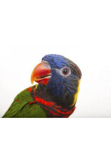 LORIS ARCOIRIS LORIS ARCOIRIS