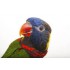 LORIS ARCOIRIS