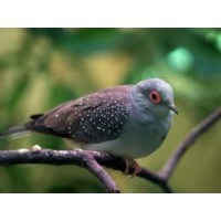 TORTOLA DIAMANTE