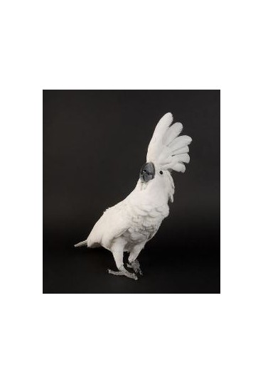 CACATUA ALBA CACATUA ALBA