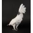 CACATUA ALBA