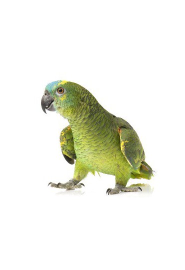 LORO AMAZONAS LORO AMAZONAS