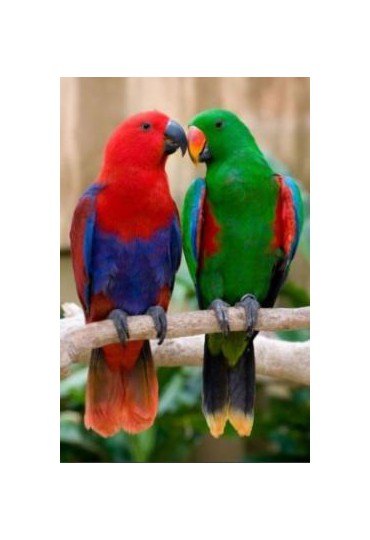 eclectus eclectus