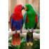 ECLECTUS