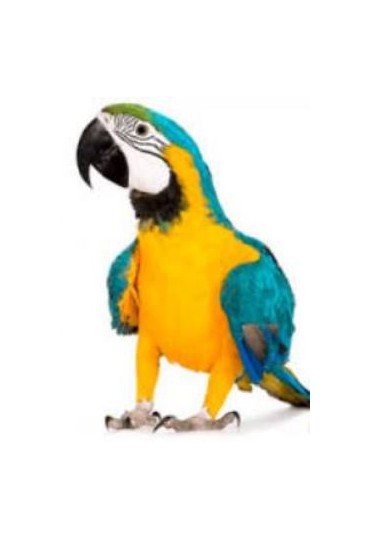 guacamayo